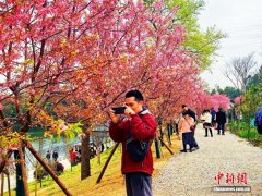 广西桂林:甘棠江畔樱花盛开醉游人
